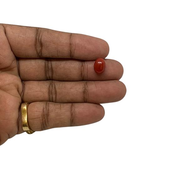 RED ITALIAN CORAL OVAL - 3.60 ct