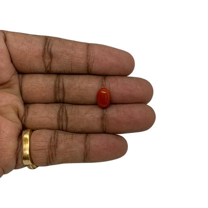 RED ITALIAN CORAL OVAL - 4.00  ct